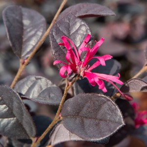 Loropetalum chinensis "Ever Red" ® 10L 40/50