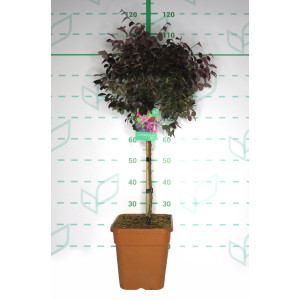 Loropetalum chinensis  11L Cuadrada Ht 50/70 80/110