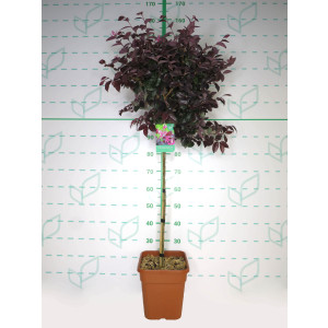 Loropetalum chinensis  11L Cuadrada Ht 70 90/110