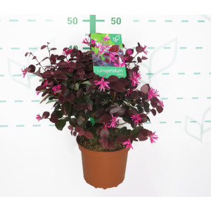 Loropetalum chinensis "Rose in Black" 2.5L 25/30