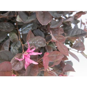 Loropetalum chinensis "Black Pearl" ® 5L 30/35