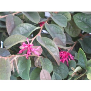Loropetalum chinensis "Rose in Black" 5L 35/45