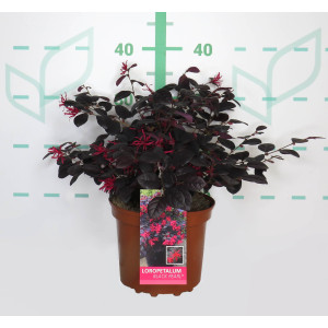 Loropetalum chinensis "Black Pearl" ® 2.5L 25/30