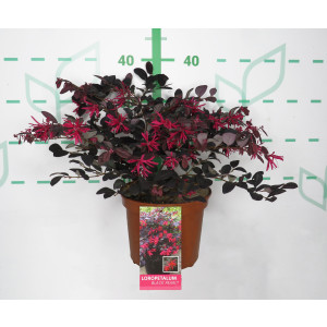 Loropetalum chinensis "Black Pearl" ® 2.5L 25/30