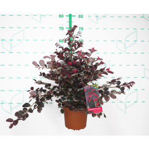 Loropetalum chinensis "Black Pearl" ® 2.5L 25/30