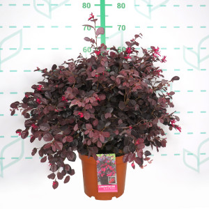 Loropetalum chinensis "Black Pearl" ® 5L 25/35