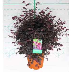 Loropetalum chinensis 15L Deco 60/70