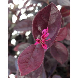 Loropetalum chinensis "Rose in Black" 2.5L 25/30