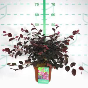 Loropetalum chinensis "Rose in Black" 2.5L 25/30