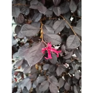 Loropetalum chinensis 25L 110/130 Piramide