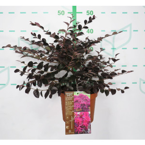 Loropetalum "Plum Gorgeous" ® 2.5L 25/30