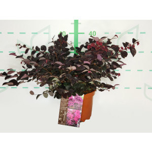 Loropetalum "Plum Gorgeous" ® 2.5L 25/30