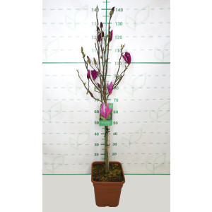 Magnolia caduca 11L Cuadrada Ht 40/50 80/100 "Susan"