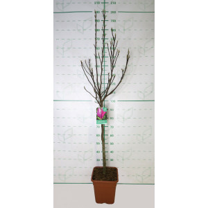 Magnolia caduca 14L Deco Cuadrada Ht 70/80 110/120