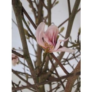 Magnolia caduca 20L 110/130