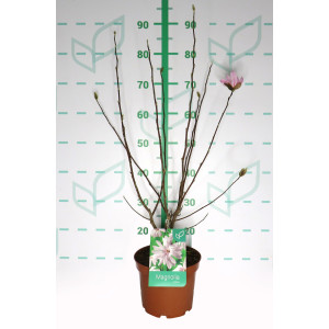 Magnolia caduca 4L 3+ 60/80