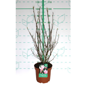 Magnolia caduca 7.5L 80/100