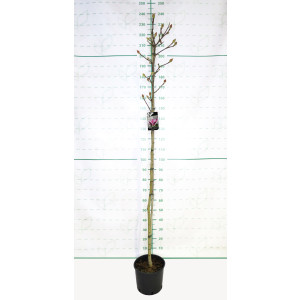 Magnolia "Cameo" 10L 170/200