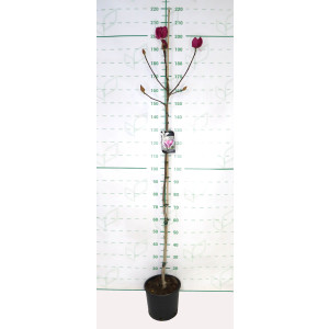 Magnolia "Cameo" 10L 170/200