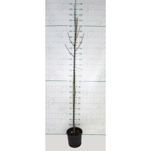 Magnolia "Daphne" 10L 170/200