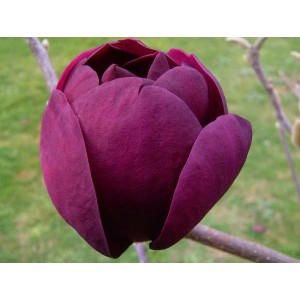 Magnolia "Black Tulip" 7.5L 90/110 Injertada