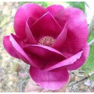 Magnolia caduca 18L Cuadrada Ht 70/80 120/130