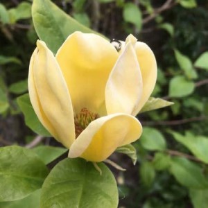 Magnolia "Daphne" 10L 170/200