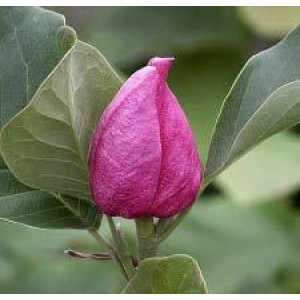 Magnolia "March-Till-Frost" 7.5L 110/130 Injertada