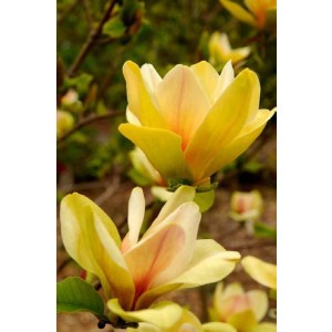 Magnolia "Yellow Bird" 10L Ht 120/130 175/200