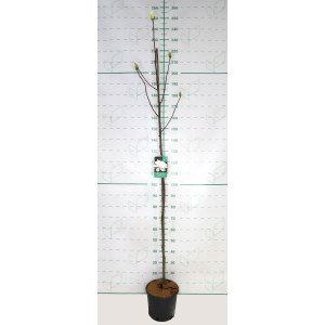 Magnolia "Double Diamond" 10L 190/200