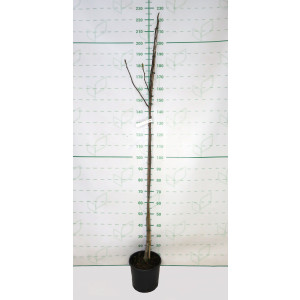 Magnolia "Emperor" 10L 170/200
