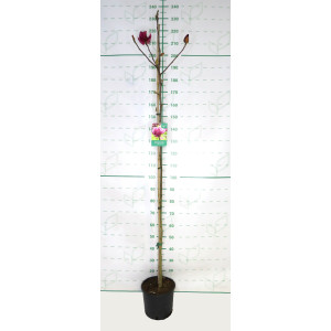 Magnolia "Genie" 10L Ht 130/150 180/220