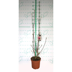 Magnolia "Genie" 7.5L 110/130 Injertada