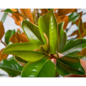Magnolia grandiflora "Alta" 10L Ht 130 180/190