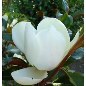 Magnolia grandiflora "Galissoniensis"  10L Ht 130/140  175/200