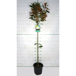Magnolia grandiflora "Little Gem" 10L Ht 90/110 150/160