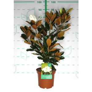 Magnolia grandiflora "Little Gem" 5L 50/70