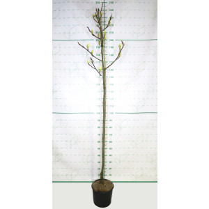 Magnolia "Jade Lamp" 10L Ht 120/130 190/200