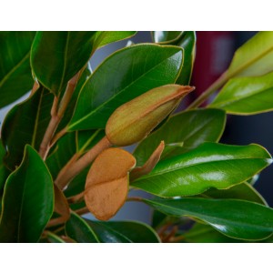 Magnolia grandiflora "Little Gem" 14L Cuadrada Ht 90/100 140/160