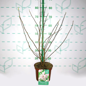 Magnolia caduca 4L 3+ 60/80 