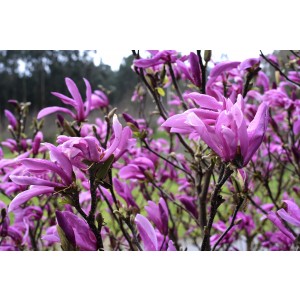 Magnolia caduca 15L 90/110 