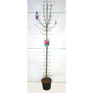 Magnolia "Susan" 10L Ht 110/120 160/190