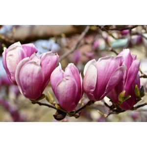 Magnolia "Susan" 10L Ht 160 175/190 Ø4-6