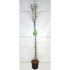 Magnolia "Yellow Bird" 10L Ht 120/130 175/200 