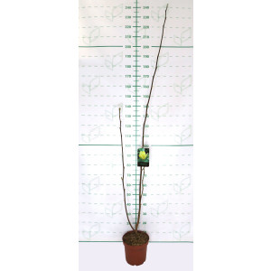 Magnolia "Yellow Bird" 7.5L 160/180  Injertada