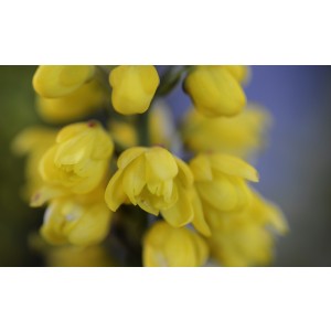 Mahonia confusa "Nara Hiri" 6L 30/40