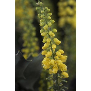 Mahonia confusa "Nara Hiri" 3L 20/25