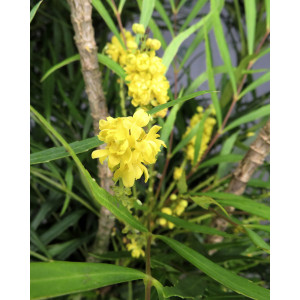 Mahonia eurybracteata ® 20L 60/80 "Soft Caress"