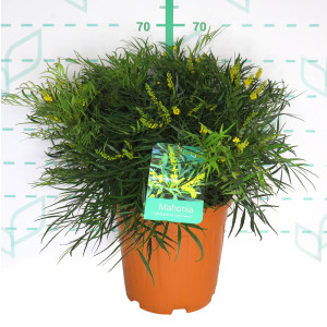 Mahonia eurybracteata ® 15L Deco 50/70 "Soft Caress"