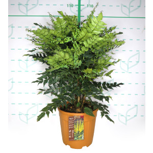 Mahonia media "Winter Sun" 15L 70/90